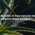 aloe vera for hair