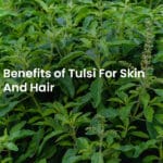 Tulsi Benefits For Skin And Hair