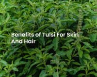 Tulsi Benefits For Skin And Hair